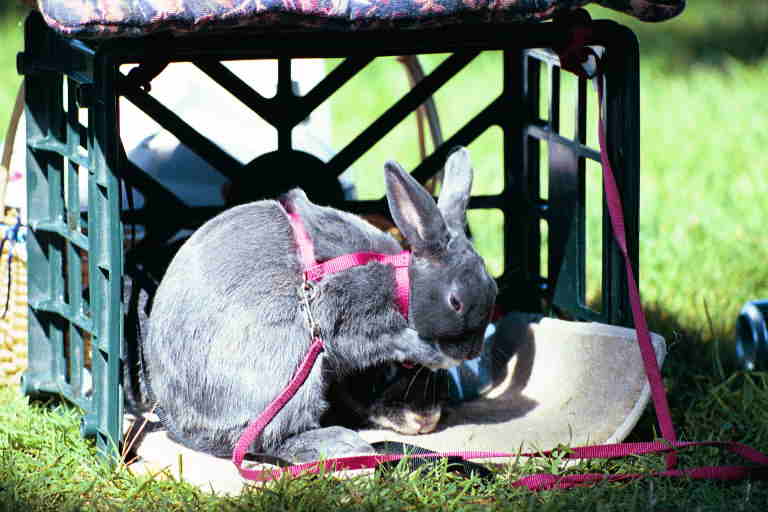 images/1999_28_21.jpg, Rabbit